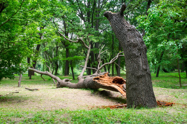 Reliable Orangevale, CA Tree Care Solutions