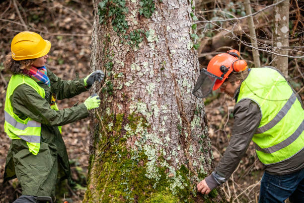 How Our Tree Care Process Works  in  Orangevale, CA