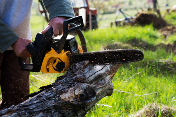 Best Tree Health Inspection  in Orangevale, CA