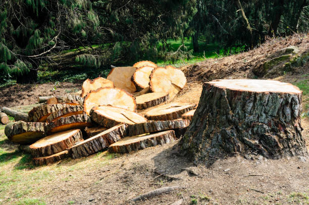 Leaf Removal in Orangevale, CA